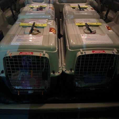 4 Medium crates with 4 cats inside back of car