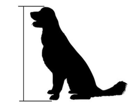 Dog sitting height